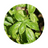 Green Tea Extract