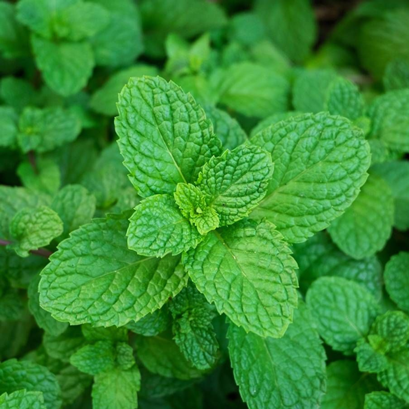 Mentha Viridis Extract