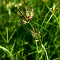 Cyperus Rotundus Root Extract