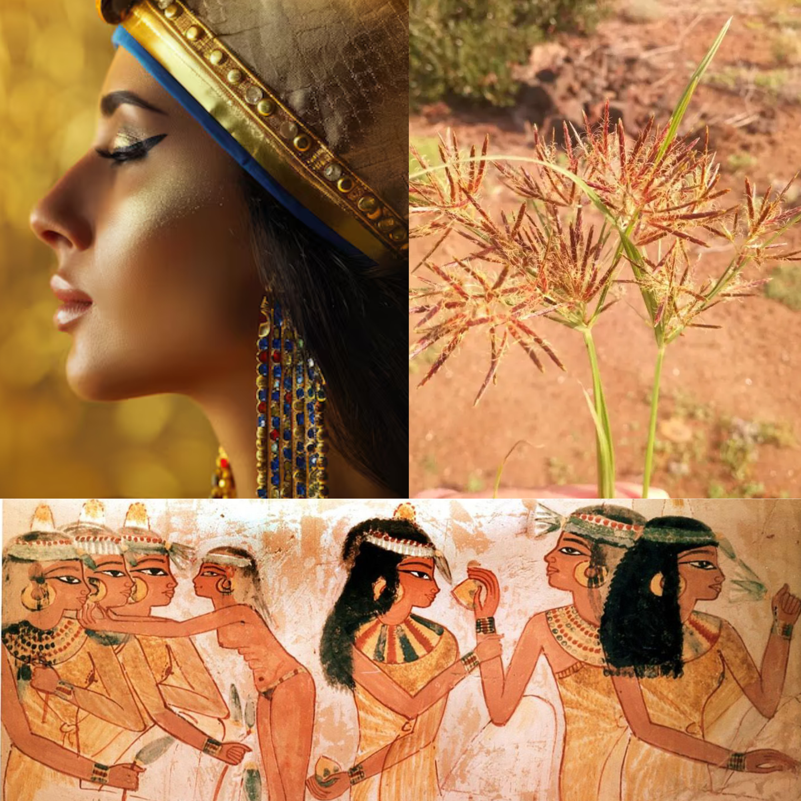 6. Real Egyptian Sources For Real Regrowth Reduction