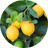 Citrus Extract