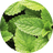 Peppermint Extract