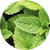 Peppermint Extract