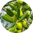 Olive Extract